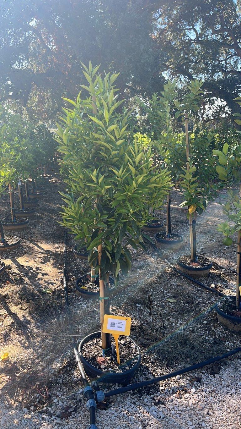 CITRUS CLEMENTINA