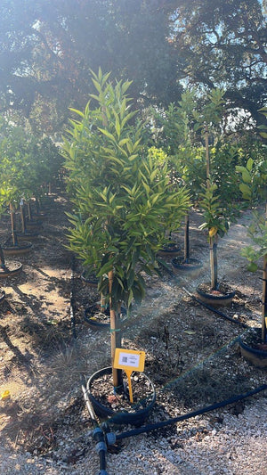 CITRUS CLEMENTINA