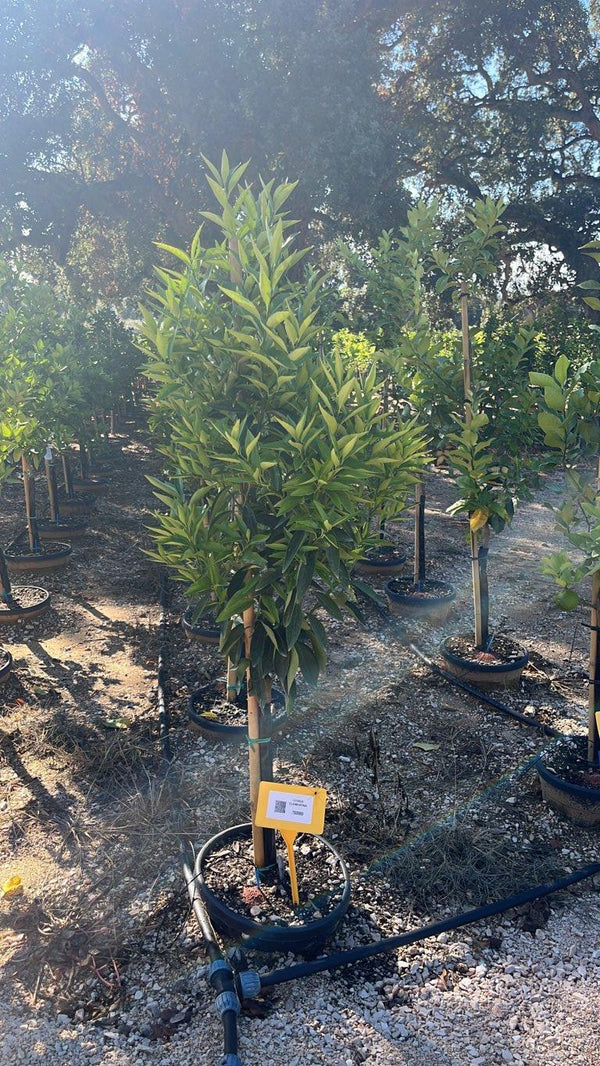 CITRUS CLEMENTINA