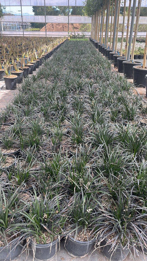 OPHIOPOGON PLANISCAPUS NIGRESCENS