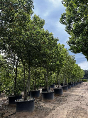 CINNAMOMUM CAMPHORA