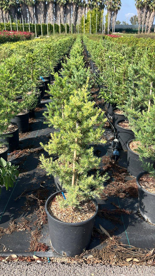 CEDRUS LIBANI