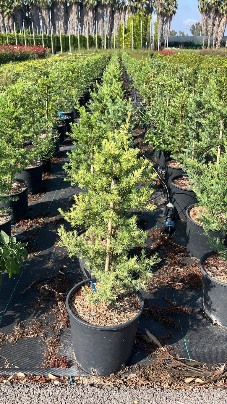 CEDRUS LIBANI