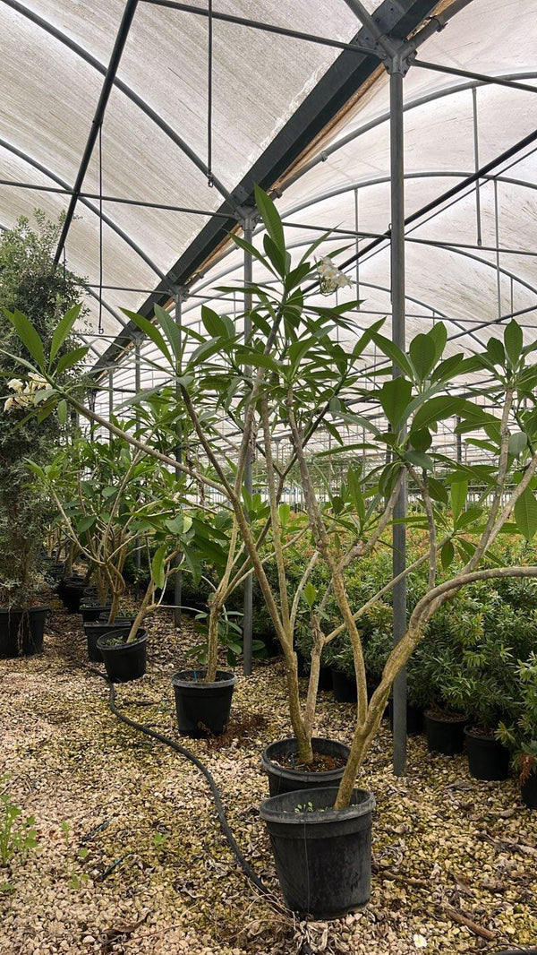 PLUMERIA RUBRA