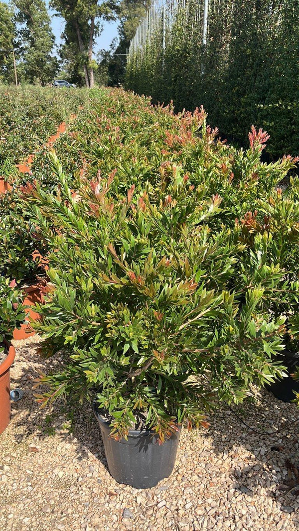 CALLISTEMON RED ROCKET