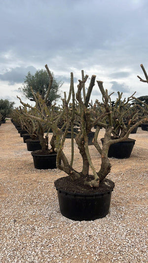 OLEA EUROPEA SYLVESTRIS