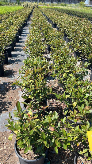 PHOTINIA X FRASERI COMPACTA
