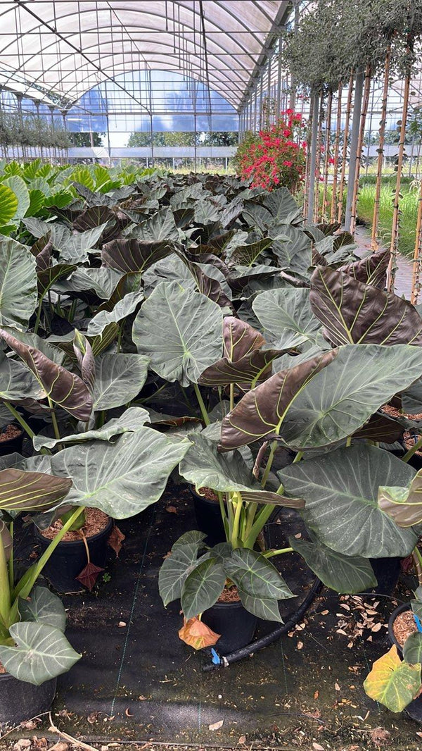 ALOCASIA REGAL SHIELD