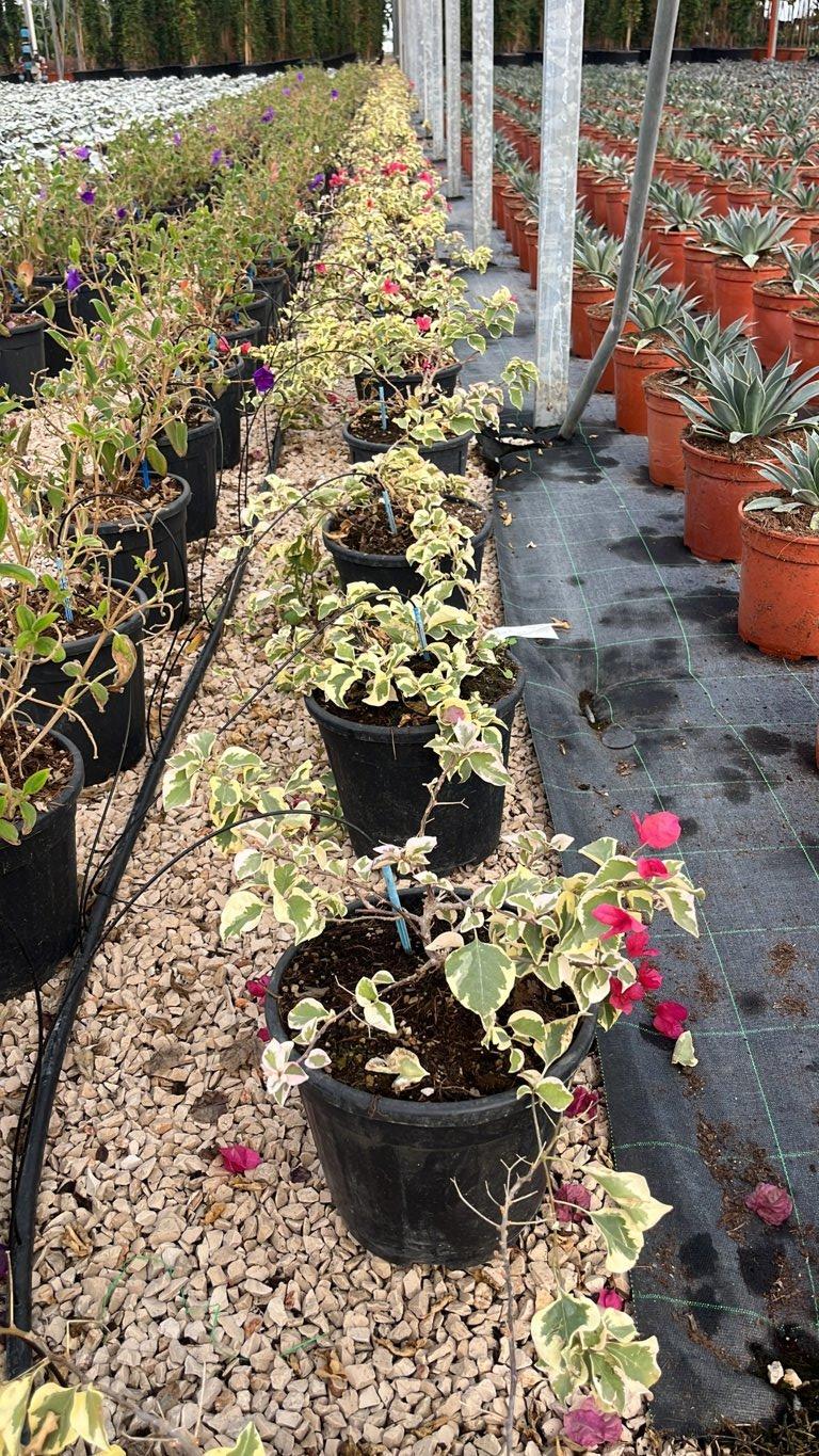 BOUGAINVILLEA X BUTTIANA RASPBERRY ICE