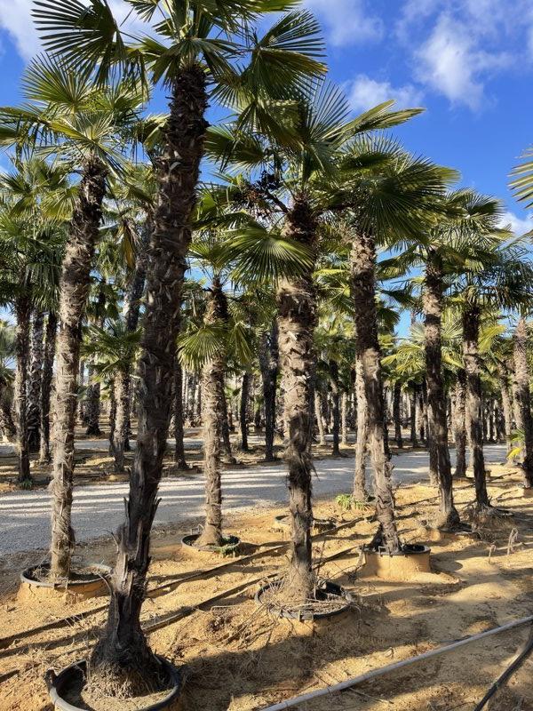 TRACHYCARPUS FORTUNEI