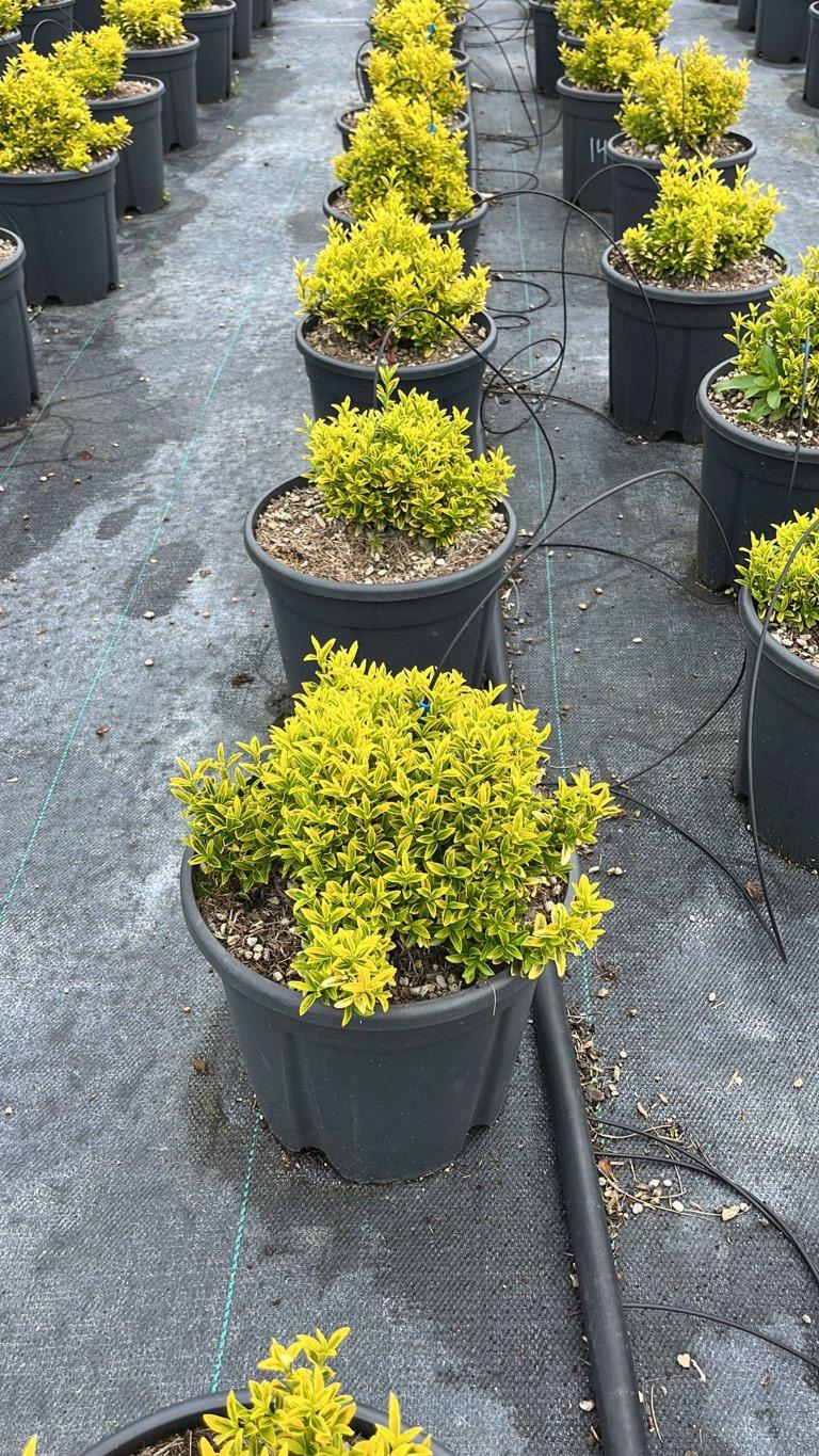 EUONYMUS JAPONICUS AUREA MICRO.