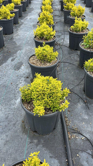 EUONYMUS JAPONICUS AUREA MICRO.