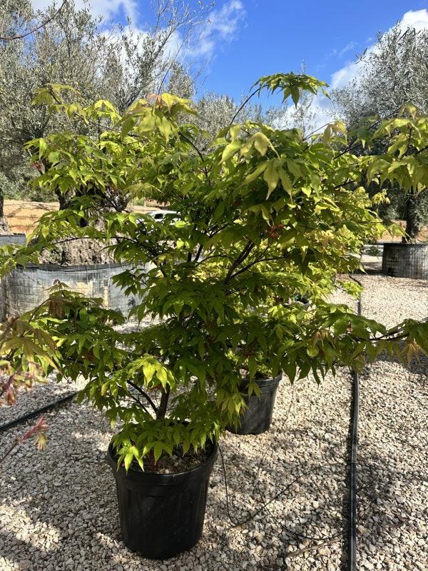 ACER PALMATUM OSAKAZUKI