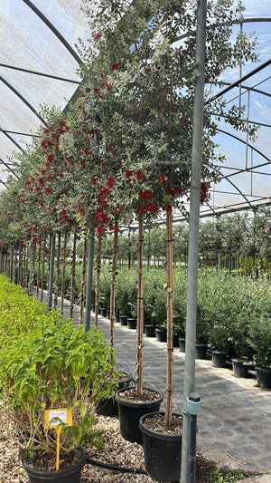 METROSIDEROS EXCELSA