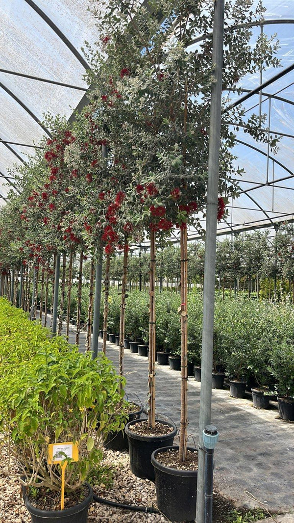 METROSIDEROS EXCELSA