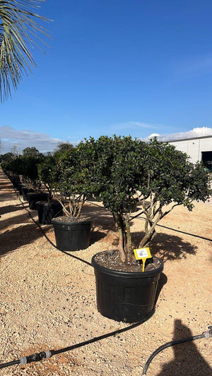 MYRTUS COMMUNIS
