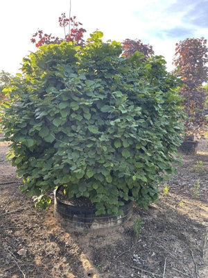 CORYLUS AVELLANA CONTORTA
