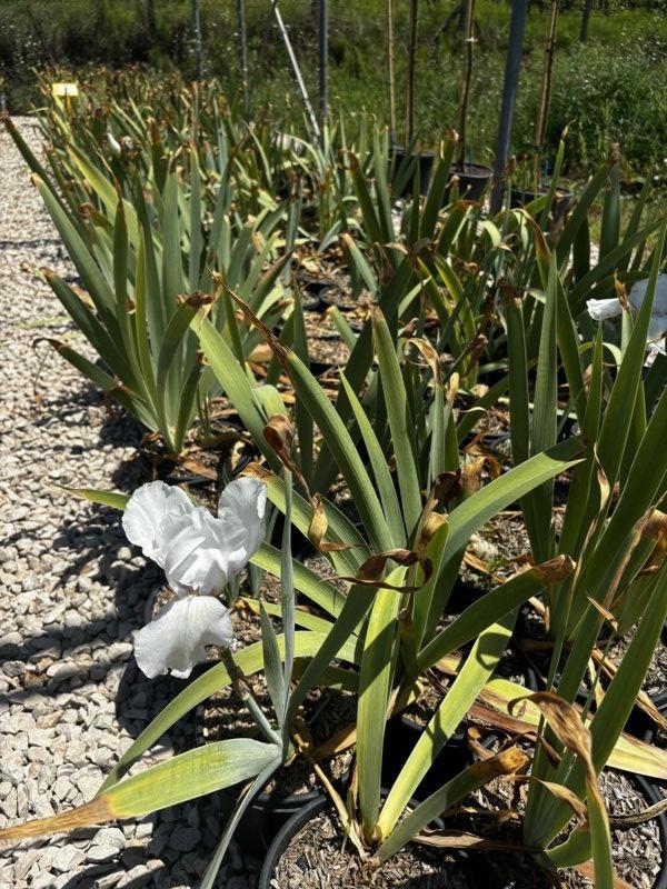 IRIS WHITE KNIGHT