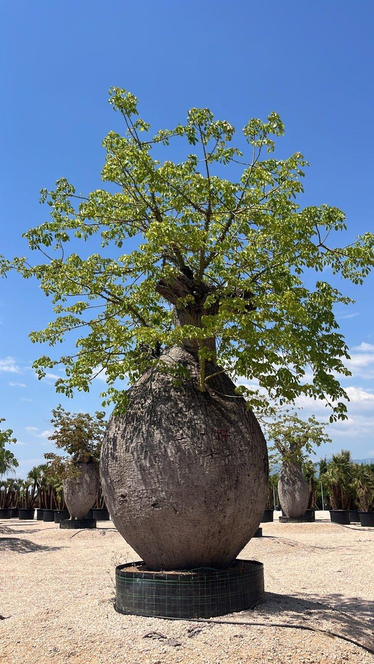 CHORISIA SPECIOSA