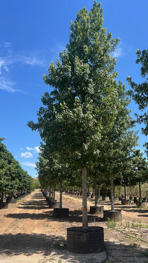 ACER RUBRUM OCTOBER GLORY Albero - tronco 40/45 cm, rete