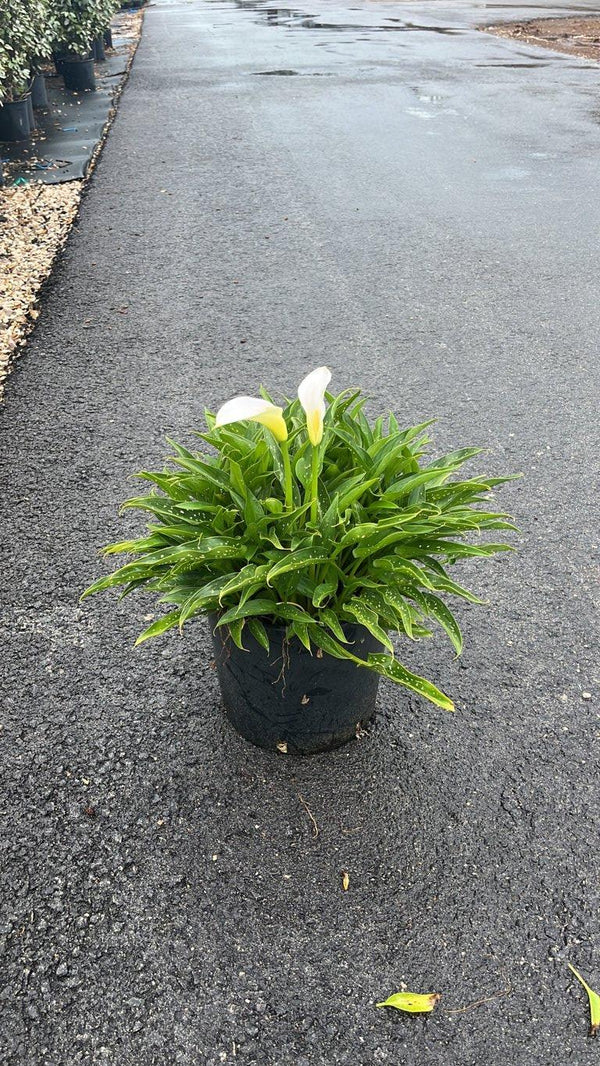 ZANTEDESCHIA AETHIOPICA