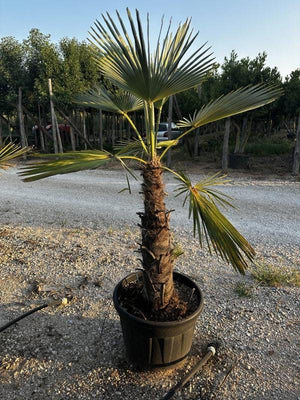 CHAMAEROPS WAGNERIANUM
