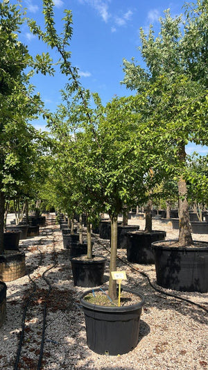 PRUNUS F. DOMESTICA STANLEY