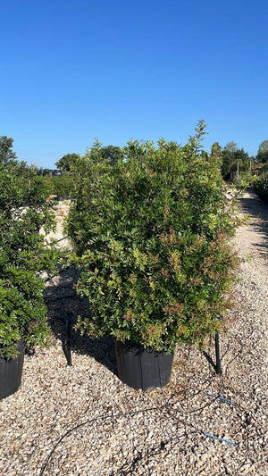 PISTACIA LENTISCUS