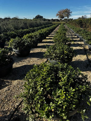 QUERCUS S. ILEX