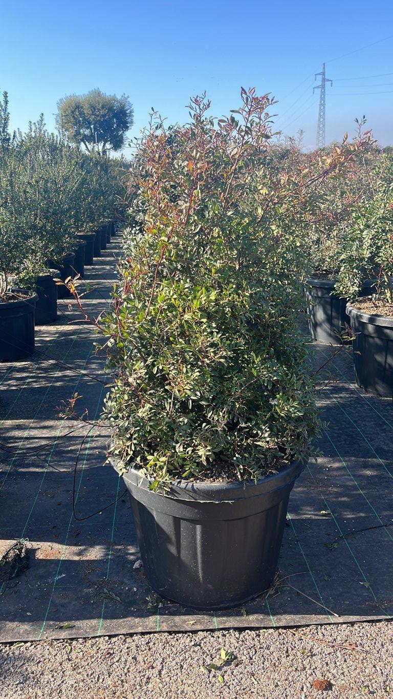 PISTACIA LENTISCUS