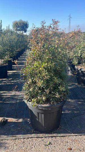 PISTACIA LENTISCUS