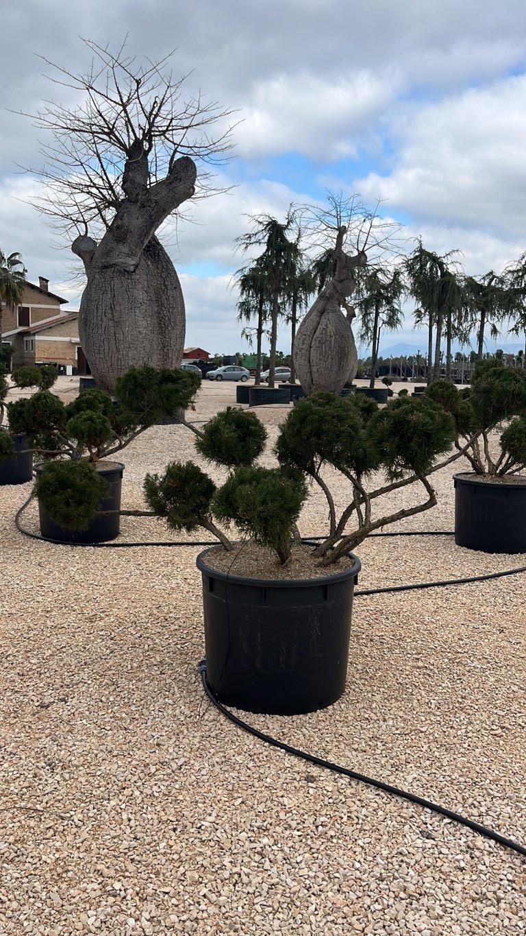 JUNIPERUS