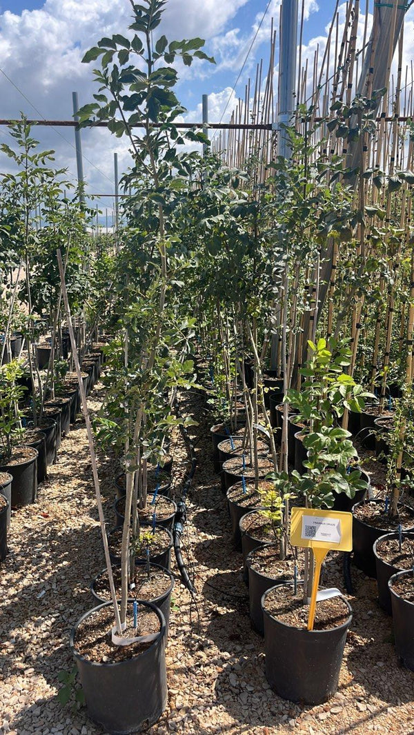 FRAXINUS ORNUS