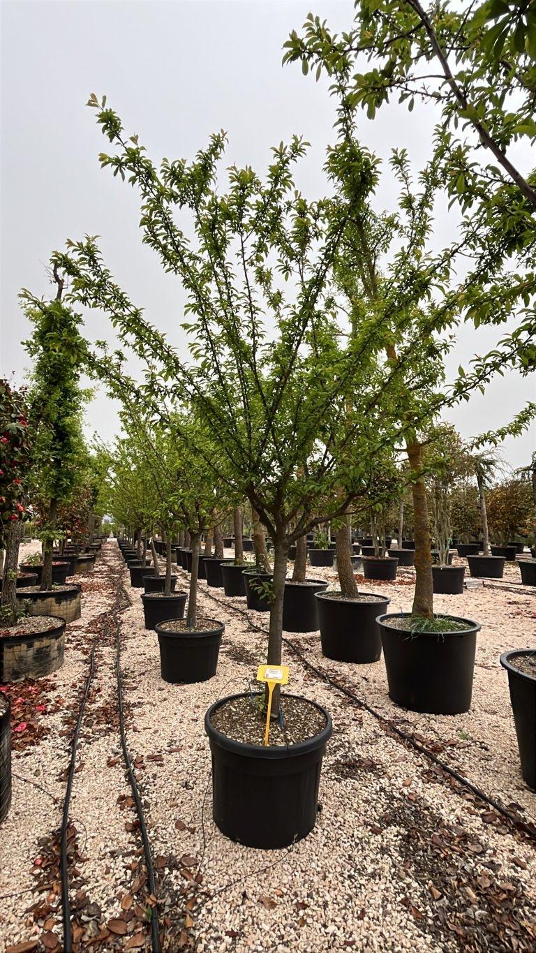 PRUNUS F. DOMESTICA STANLEY