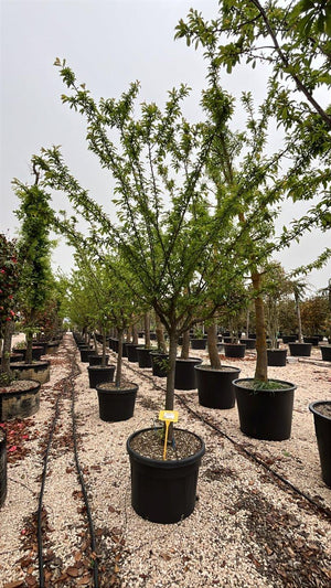 PRUNUS F. DOMESTICA STANLEY