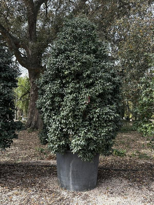 CAMELIA SASANQUA IN VARIET