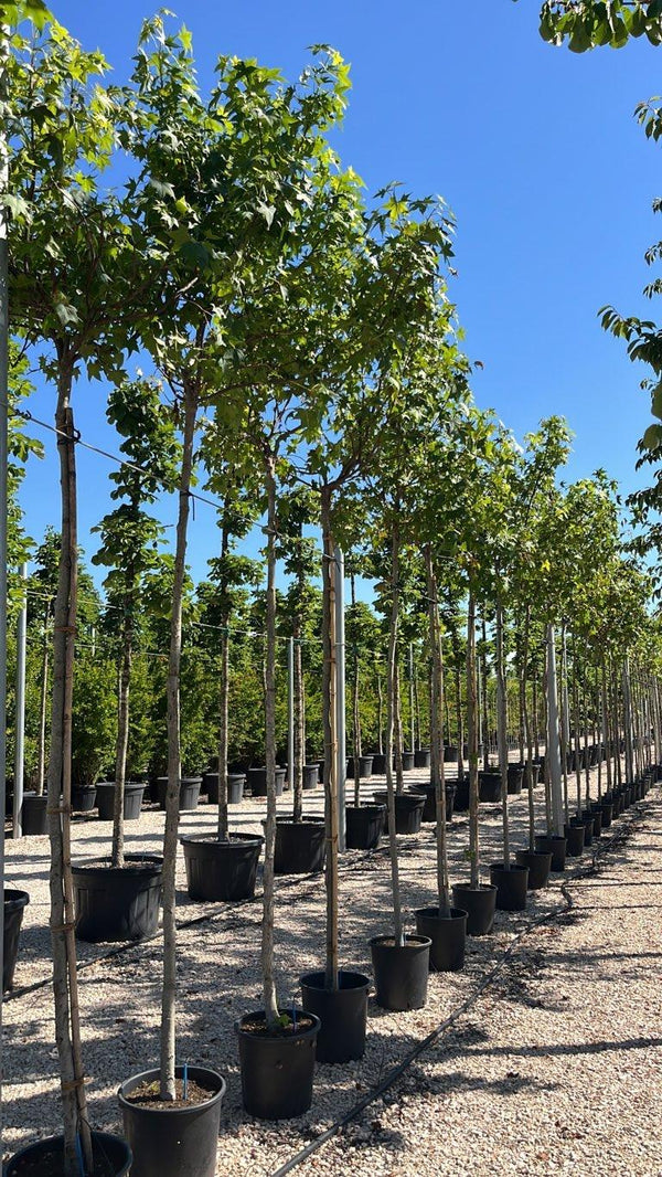 LIQUIDAMBAR STYRACIFLUA PENDULA