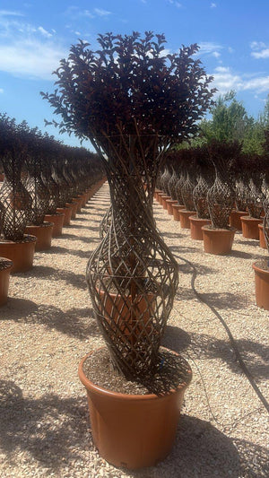LAGERSTROEMIA INDICA BLACK