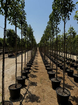 PYRUS CALLERYANA CHANTICLEER