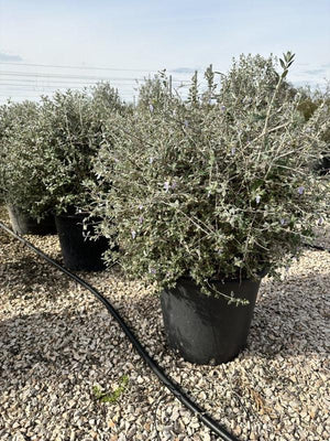 TEUCRIUM FRUTICANS AZUREUM