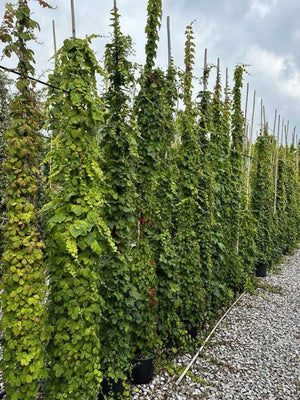 PARTHENOCISSUS TRICUSPIDATA VEITCHII