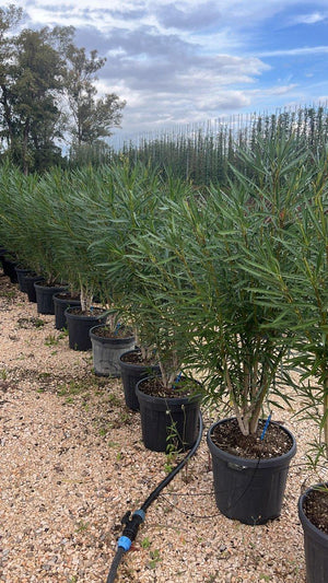 NERIUM OLEANDER PETIT WHITE