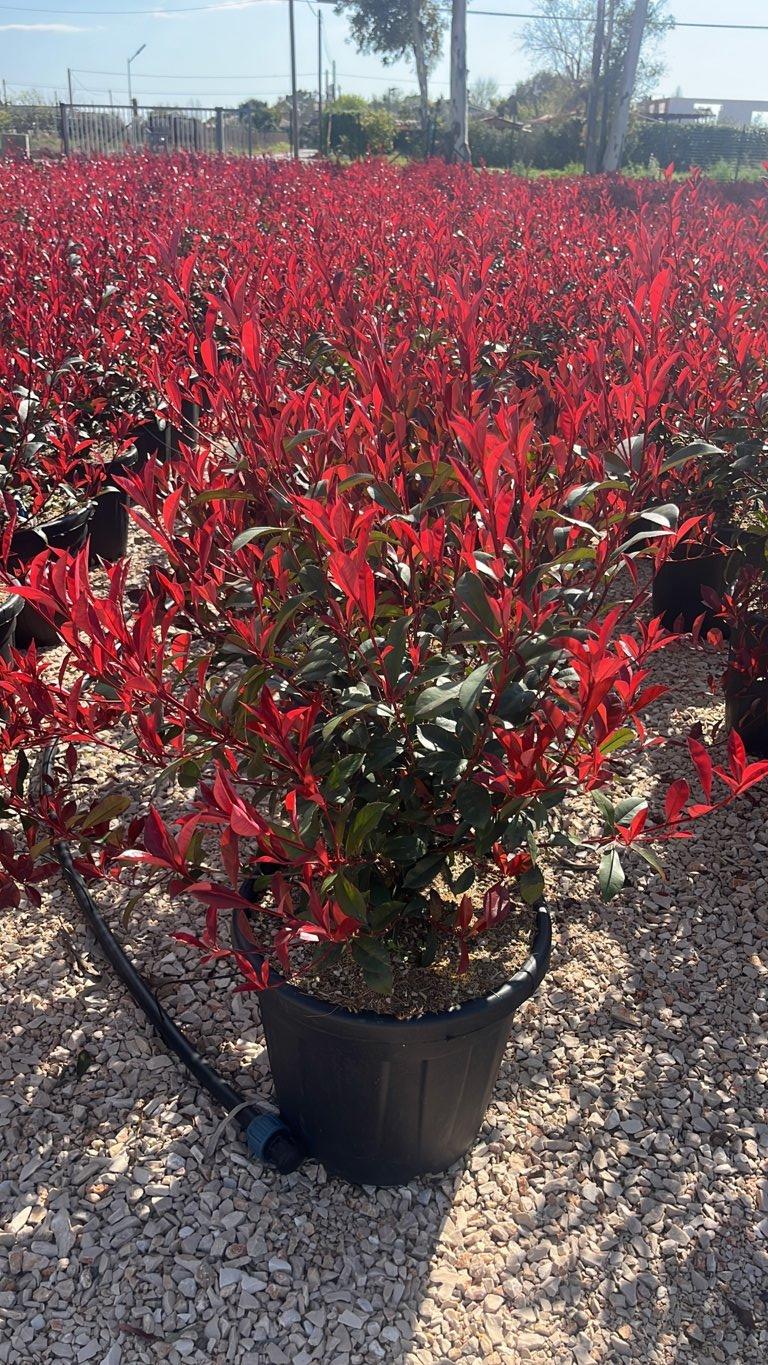 PHOTINIA X FRASERI CARRE ROUGE
