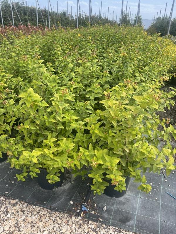 HYPERICUM X INODORUM ELSTEAD