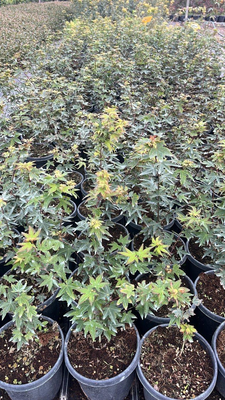 ACER PALMATUM LITTLE PRINCESS