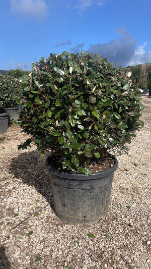 ELAEAGNUS X EBBINGEI