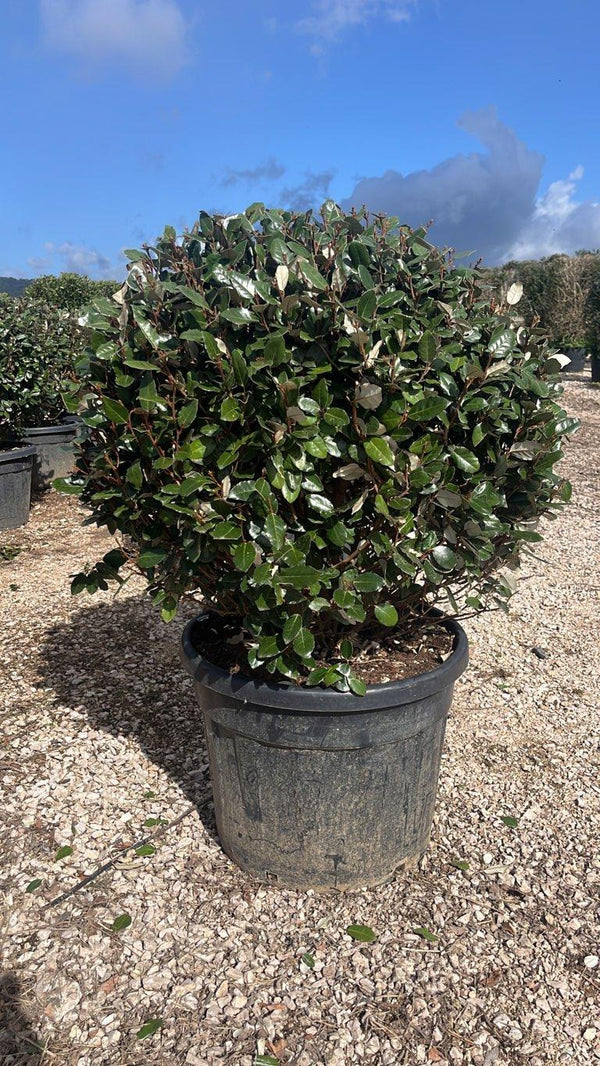 ELAEAGNUS X EBBINGEI