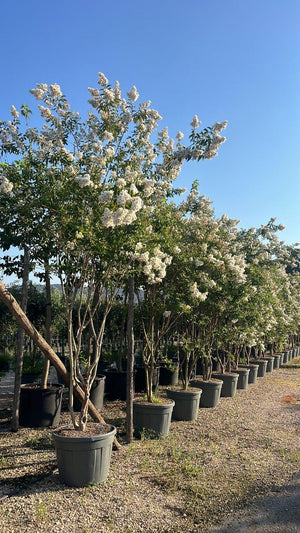 LAGERSTROEMIA INDICA NATCHEZ