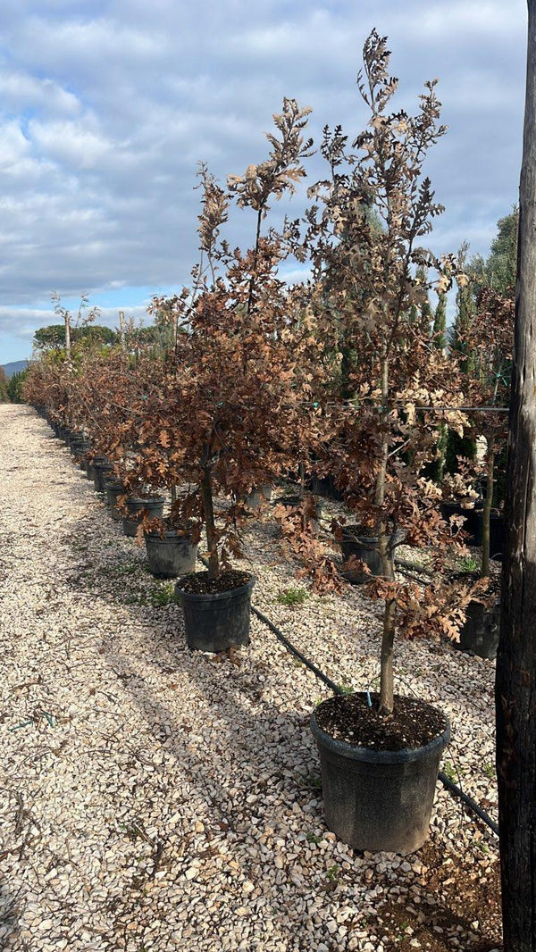 QUERCUS F.C CERRIS
