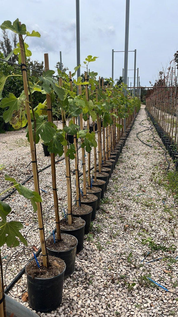 FICUS F. CARICA MADELEINE